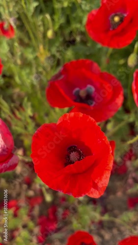 Red poppies blooming in full season. Field of colorful flowers. High quality photo