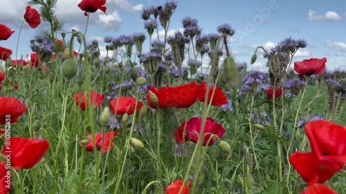 Red poppies in the field sway in the wind. High quality FullHD footage