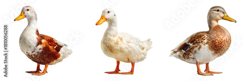 Set of A fluffy duckling looking at the camera on transparent png background. Ai generated