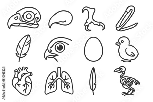 Falcon Biology Icons. Line style icons of falcon biology: falcon skull, beak, talon, wing bone; feather detail, eye close-up, egg,