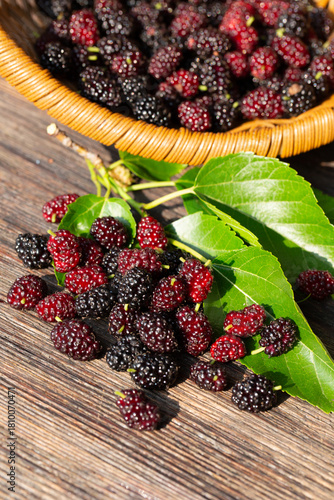 Black mulberry and red mulberry in a basket, close-up. Organic fresh berries. sweet blackberries