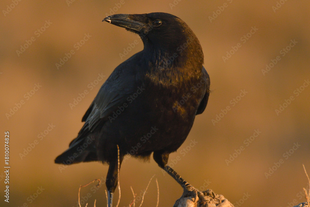 Obraz premium Kolkrabe