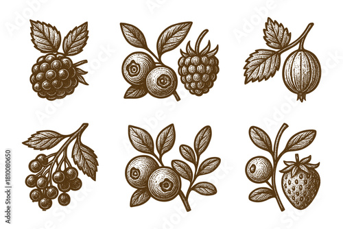 Hand drawn berries collection in vintage engraving style