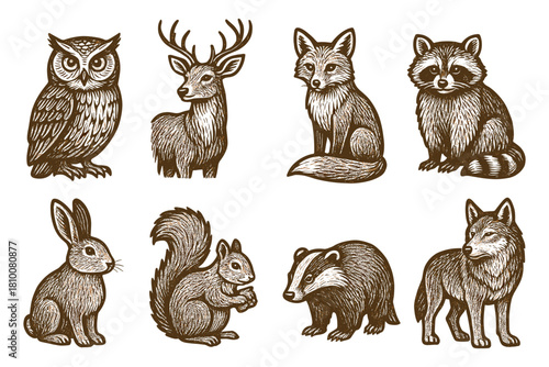 Woodland wildlife engravings: detailed illustrations of forest animals