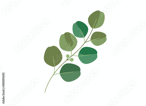 A refined botanical illustration of the Miracle Tree (Moringa oleifera), a tropical herb used in phytotherapy, rendered in a vintage realistic style against a white background