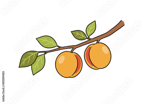 A branch of a fruit tree bearing two peaches amid green leaves, with ripe apricots dangling on a twig against a white background, rendered as a flat textured vector illustration