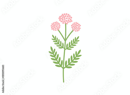 Valeriana officinalis, a medicinal wild plant, depicted in a realistic botanical illustration of its flower in a retro style, featuring a medicinal garden heliotrope, presented as a hand‑drawn vector