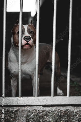 American Staffordshire Terrier Behind Bars – Guard Dog Portrait