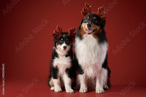 Two Australian Shepherd puppies sit side by side wearing festive antlers. The deep red background enhances the holiday atmosphere.