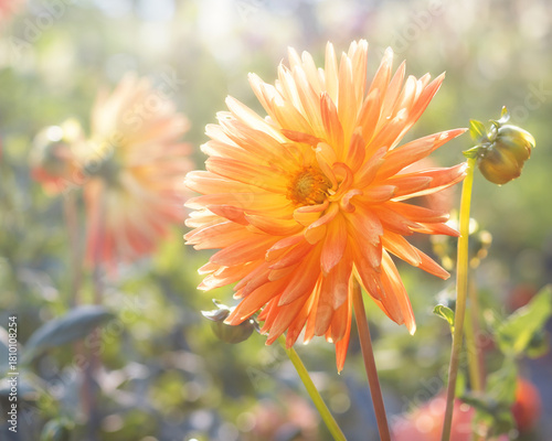 Orange dahlia in the sunshine
