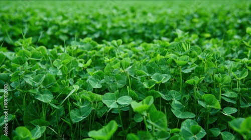 Vibrant clover plants cover the ground creating a peaceful green scene in warm daylight.