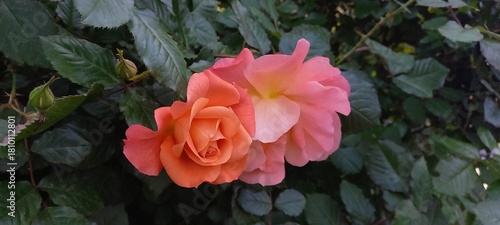 A stunning display of roses in soft hues, set against lush greenery, embracing the essence of nature's beauty. Horizontal orientation