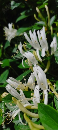 A stunning honeysuckle flower captured in a vertical orientation, highlighting its delicate white petals against lush green foliage. Ideal for nature-focused projects.
