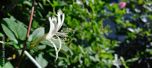 A beautiful honeysuckle flower captured in a horizontal orientation, showcasing delicate white petals and lush green foliage. Perfect for nature-themed projects.