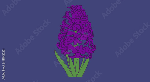 Purple hyacinth flower illustration on dark blue background