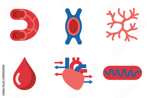 Human blood and heart icons, vessel cross section, liquid drop, pumping arrows, mitochondria style shape, clinical anatomy, education vector