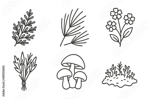 Line Art Forest Botany. Line style icons of forest plants and herbs: cedar leaves, pine needles, wild herbs bunch, forest flowers,