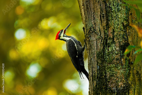 Pileated woodpecker on a tree with early fall colors in background. Michigan