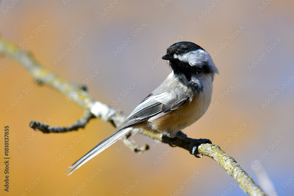 Obraz premium Black-capped chickadee with yellow tamarack background.