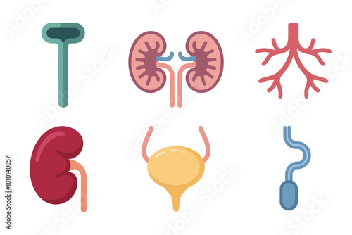 Urinary system anatomy icons, kidney and bladder, ureter tube, nephron vessels, renal arteries, medical organ illustrations, vector