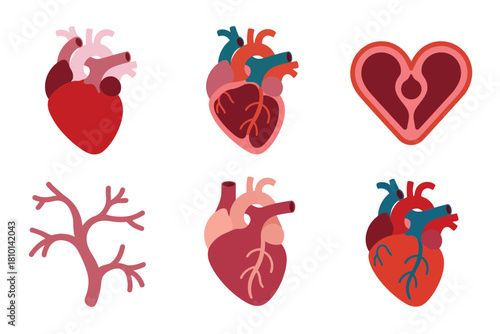 Medical heart anatomy collection, artery and vein branches, organ cross sections, scientific biology graphics, healthcare study vector