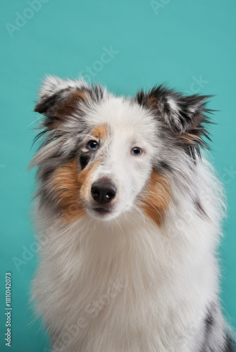 Fotografie A Shetland Sheepdog stares directly at the camera, framed by a blue background