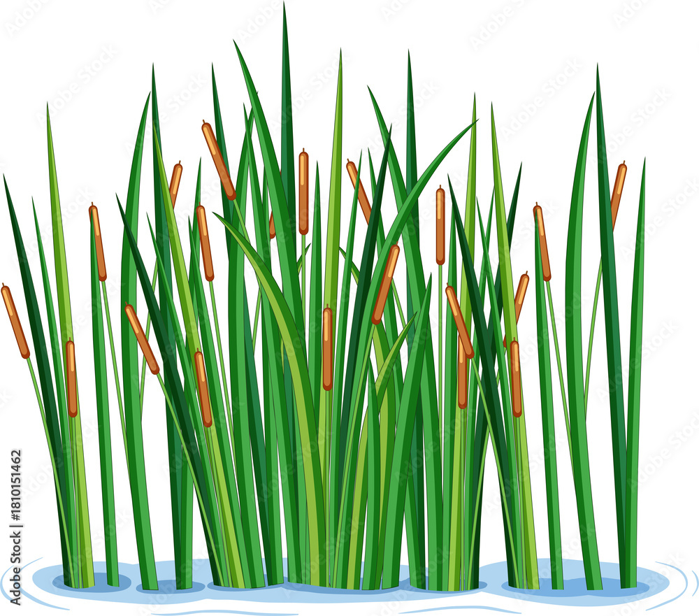 Fototapeta premium Illustration of Cattails in Water