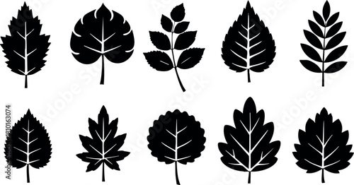 Set of black leaf silhouettes vector illustration natural plant shapes for design and decoration