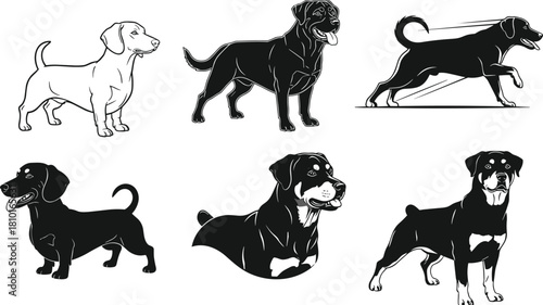 Rottweiler, dog, pet, animal, breed, black, tan, realistic, sitting, standing, posture, tongue, ears, tail, muscular, expression, illustration, design, template, stylized