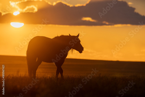 Wild Horse at Sunset in the Utah Desert