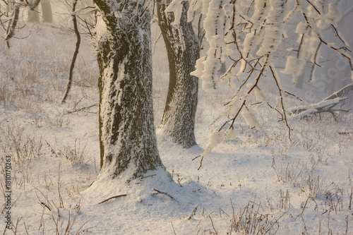 View of snow-laden trees stand silent sentinels amidst a winter wonderland, their branches draped in icy finery, Vysoka mountain, Kuchyna, Bratislava Region, Slovakia.