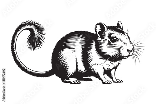 Vintage illustration of a chipmunk with a bushy tail