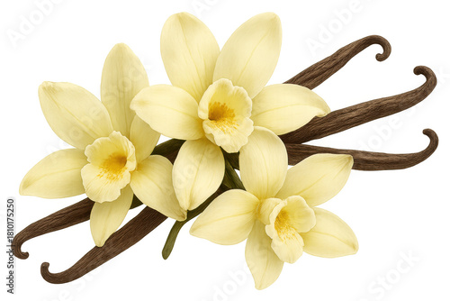 Vanilla orchids with pods creating an aromatic and flavorful ingredient for cooking and baking on transparent background