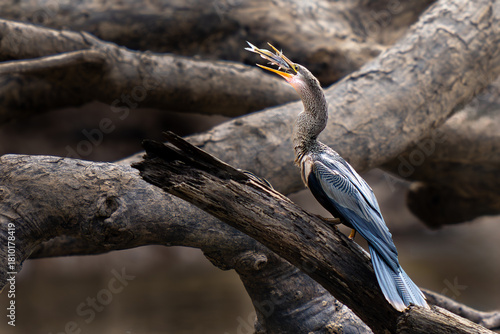 Anhinga (Anhinga anhinga), american darter with a catfish in the beak, Manu national park, Peru