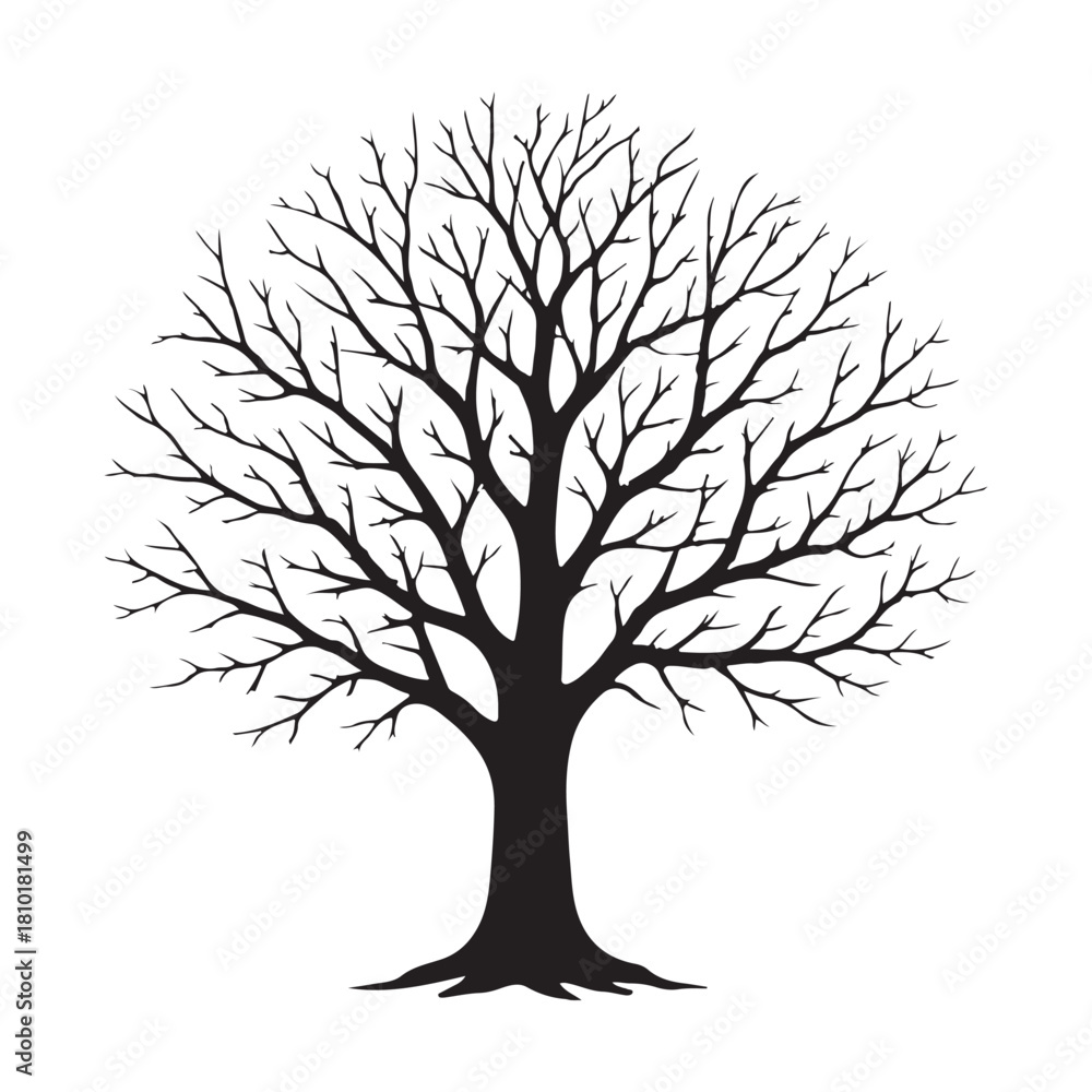 Obraz premium Large Leafless Deciduous Tree Silhouette With Detailed Branching Structure