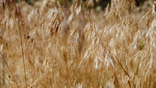 Close-up view of mouse-earth (Hordeum murinum),