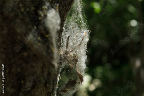 Spider webs and poplar fluff invade wild plants