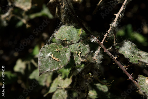 Spider webs and poplar fluff invade wild plants