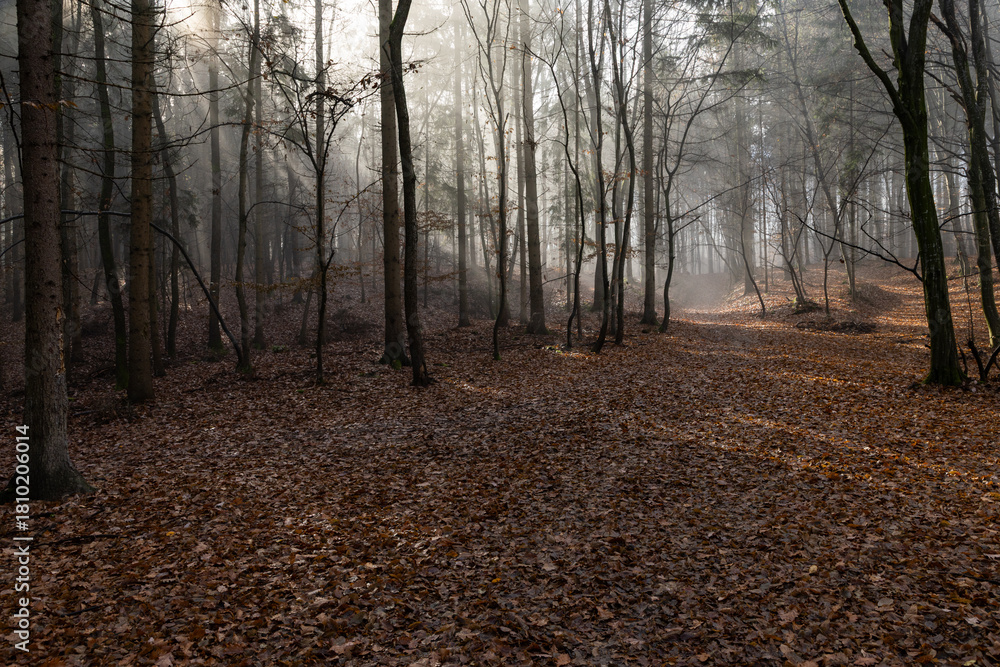 Obraz premium dark misty forest panorama fantasy halloween landscape