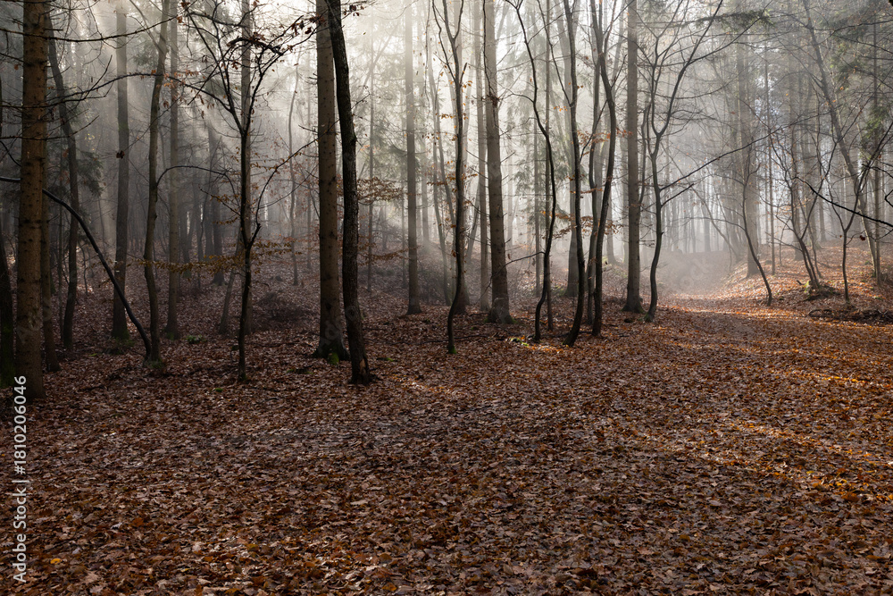 Obraz premium dark misty forest panorama fantasy halloween landscape