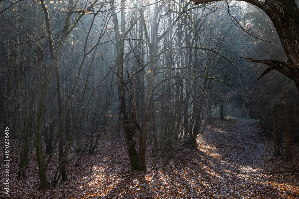 Naklejka premium dark misty forest panorama fantasy halloween landscape