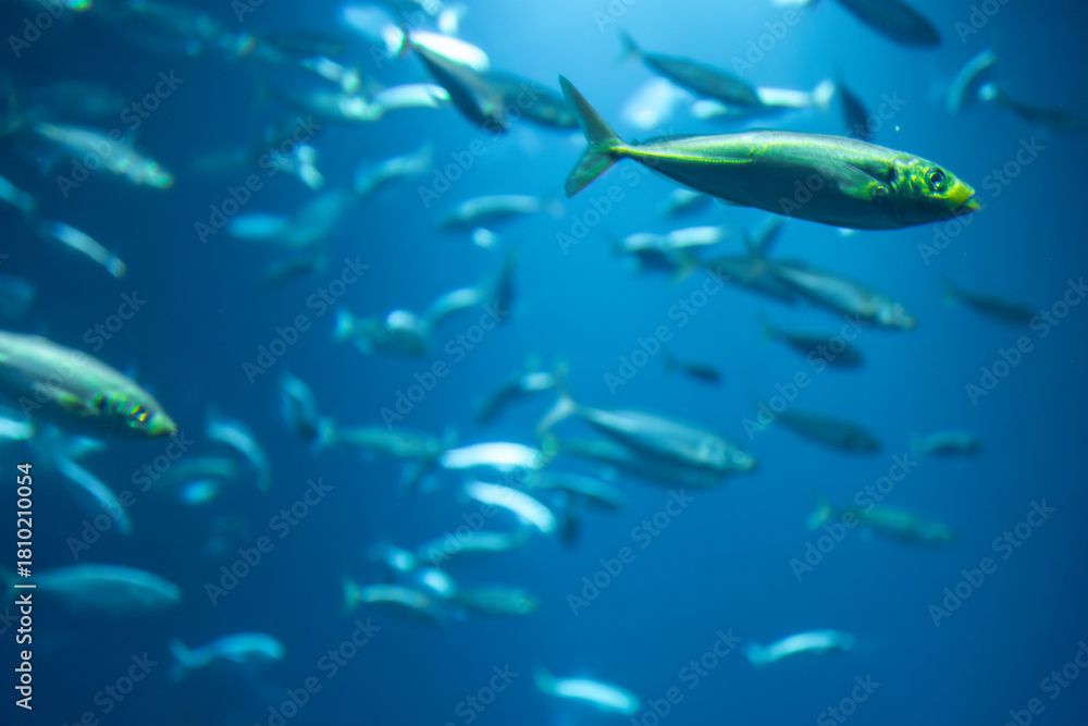 Naklejka premium School of fish in clear water. Underwater flow.