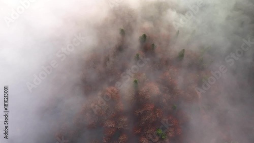 Aerial top view of deciduous and conifers trees forest with morning mist. Drone footage of dense fog moving over woodland in late autumn season