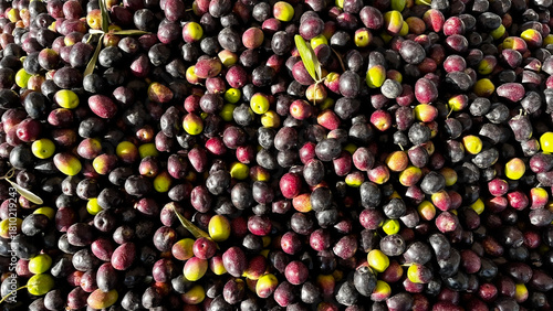Densely clustered, predominantly black and dark red/purple olives. Olive oil production and harvest time.