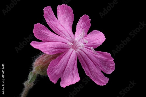 Isolated Pink Bloom of Sticky Clammy Campion, Silene Viscaria - A Wildflower Delight