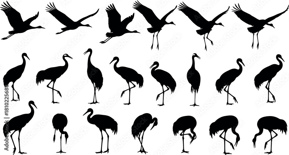 Naklejka premium Crane silhouette collection flying standing and feeding poses on white background