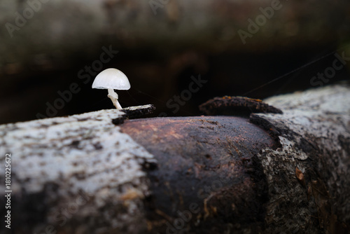 Wallpaper Mural Close-up of a tiny white mushroom on decaying wood, isolated against a dark background with negative space for design use. Torontodigital.ca
