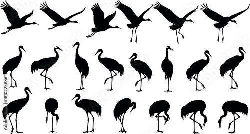 Crane silhouette collection flying standing and feeding poses on white background