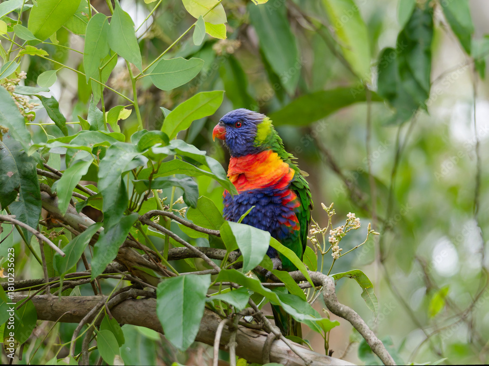 Obraz premium Rainbow Lorikeet (Trichoglossus moluccanus)feeding on a leafy green, white flowering tree at Seaham New South Wales Australia
