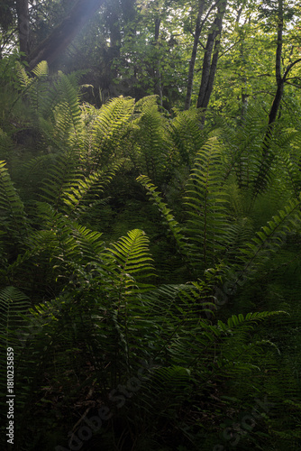 Sunlight filtering through forest trees onto lush green ferns in the woodland of Keila-Joa, Estonia, creating a calm and moody summer atmosphere.
